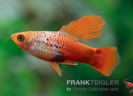Papageienplaty "Hochflossen Blau Glühlicht" - Xiphophorus maculatus
