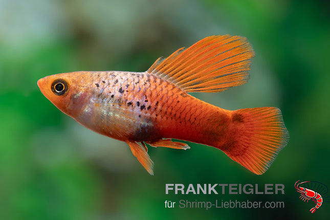 Papageienplaty "Hochflossen Blau Glühlicht" - Xiphophorus maculatus