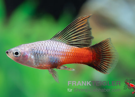 Papageienplaty "Hochflossen Regenbogen" - Xiphophorus maculatus