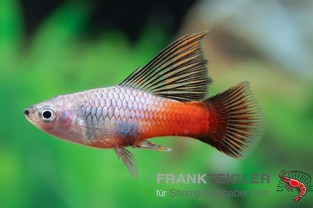 Papageienplaty "Hochflossen Regenbogen" - Xiphophorus maculatus