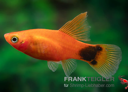 Papageienplaty "Hochflossen Rot Micky Mouse" - Xiphophorus maculatus