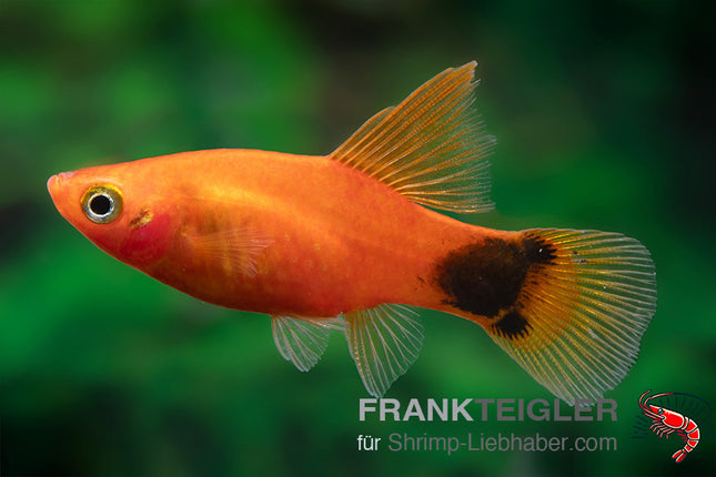 Papageienplaty "Hochflossen Rot Micky Mouse" - Xiphophorus maculatus
