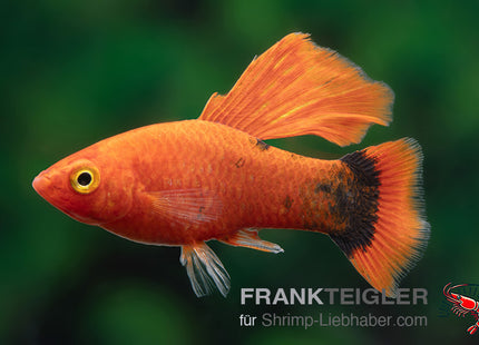 Papageienplaty "Hochflossen Rot Micky Mouse" - Xiphophorus maculatus