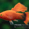 Platy