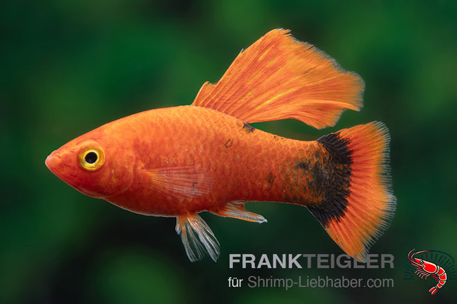 Papageienplaty "Hochflossen Rot Micky Mouse" - Xiphophorus maculatus