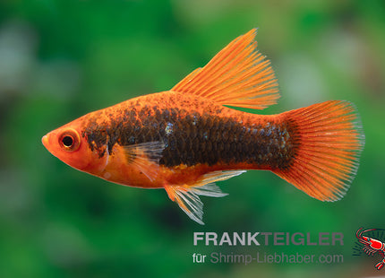 Papageienplaty "Hochflossen Tuxedo" - Xiphophorus maculatus