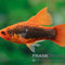 Platy