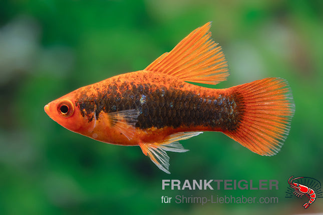 Papageienplaty "Hochflossen Tuxedo" - Xiphophorus maculatus