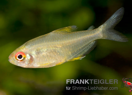 Zitronensalmler – Hyphessobrycon pulchripinnis