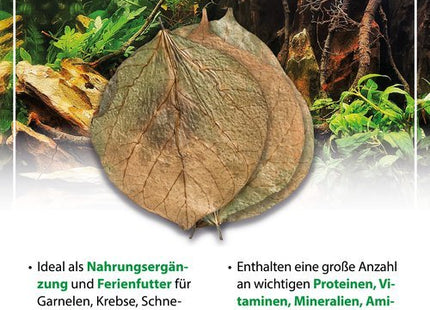 Dadap Blätter 10 Stück