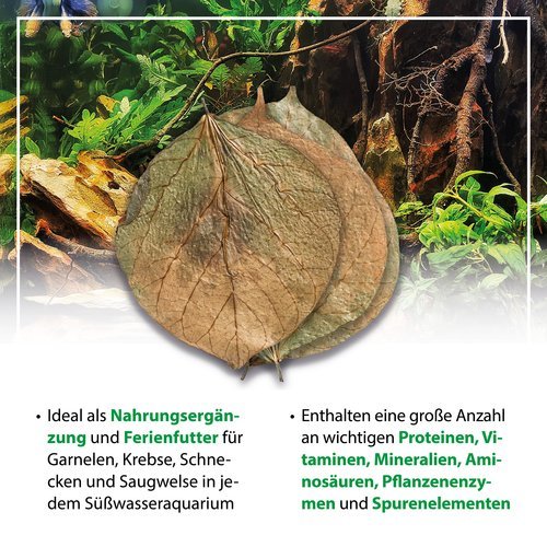 Arka - Dadap Blätter 10 Stück