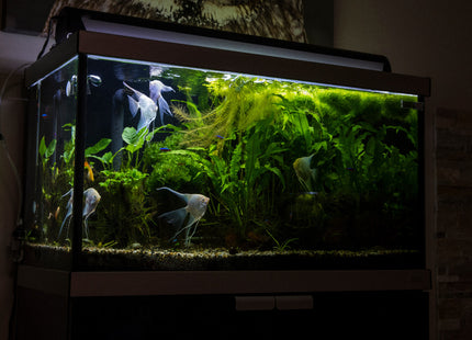 Notfall-Service – SOS-Aquarium