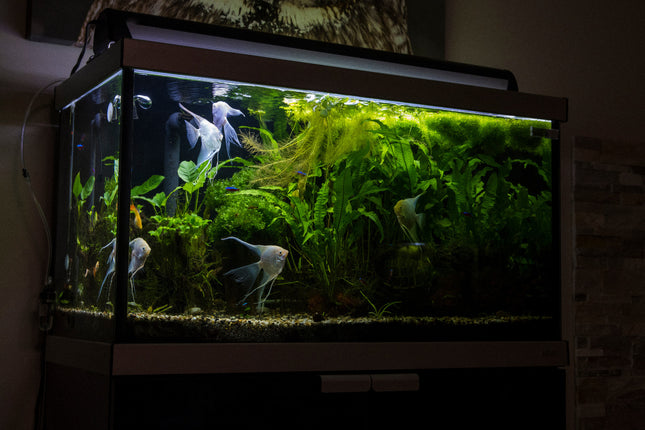 Notfall-Service – SOS-Aquarium