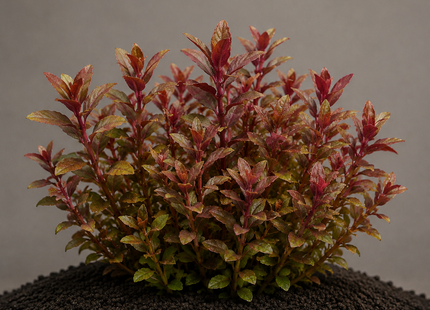 Alternanthera reineckii „Mini“ - Topf