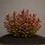Alternanthera reineckii „Mini“ - Topf