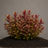 Alternanthera reineckii „Mini“ - Topf