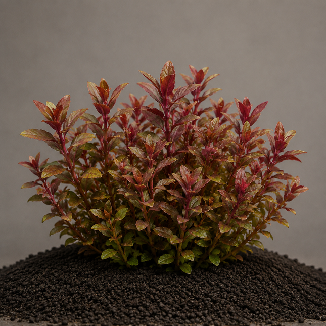 Alternanthera reineckii „Mini“ - Topf