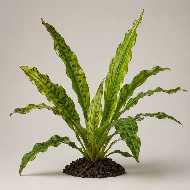 Echinodorus „Jaguar“ - Topf