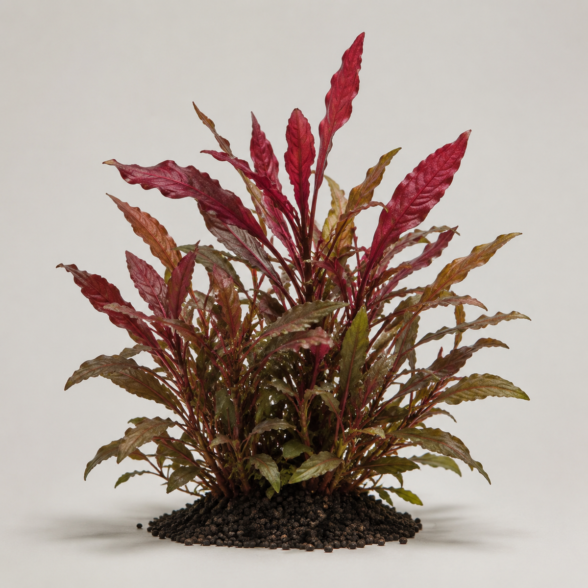 Alternanthera reineckii - Topf