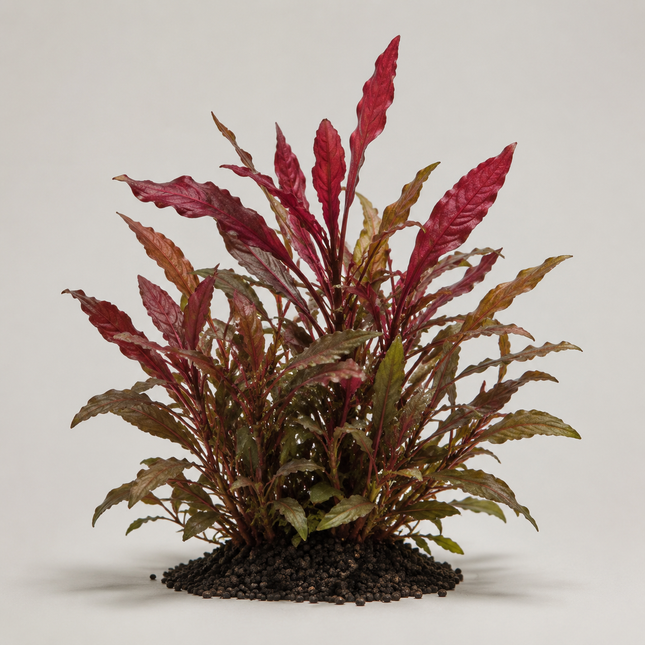 Alternanthera reineckii - Topf