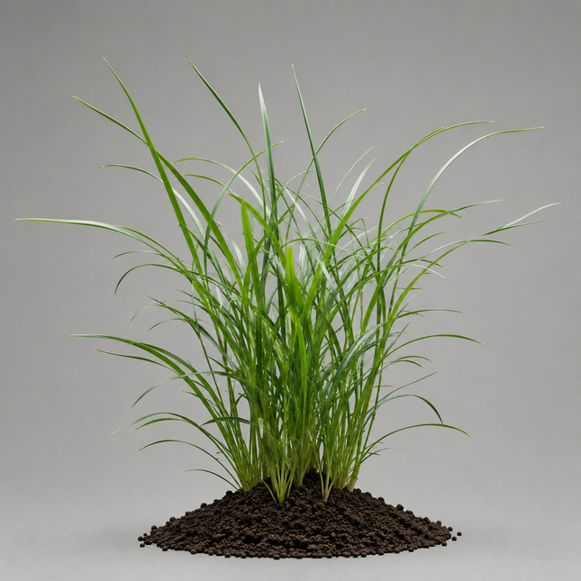 Cyperus helferi - Topf