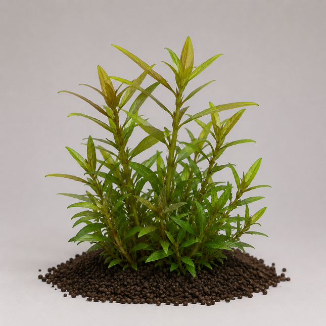 Hygrophila polysperma - Topf