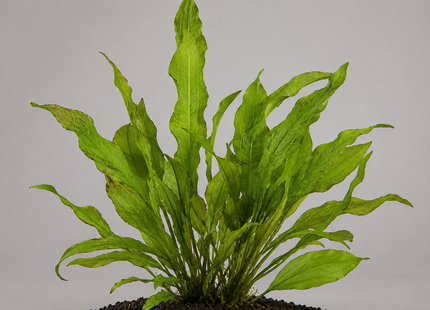 Echinodorus „Paul Kloecker“ - Topf