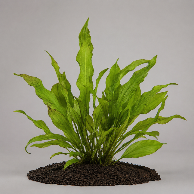 Echinodorus „Paul Kloecker“ - Topf