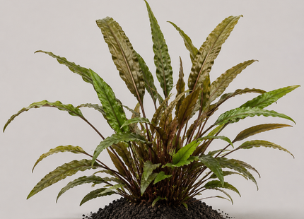 Cryptocoryne wendtii „Tropica“ - Topf