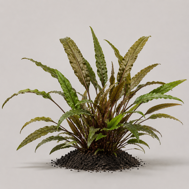 Cryptocoryne wendtii „Tropica“ - Topf