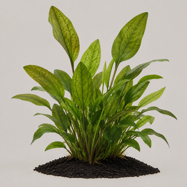 Echinodorus „Bambi“ - Topf