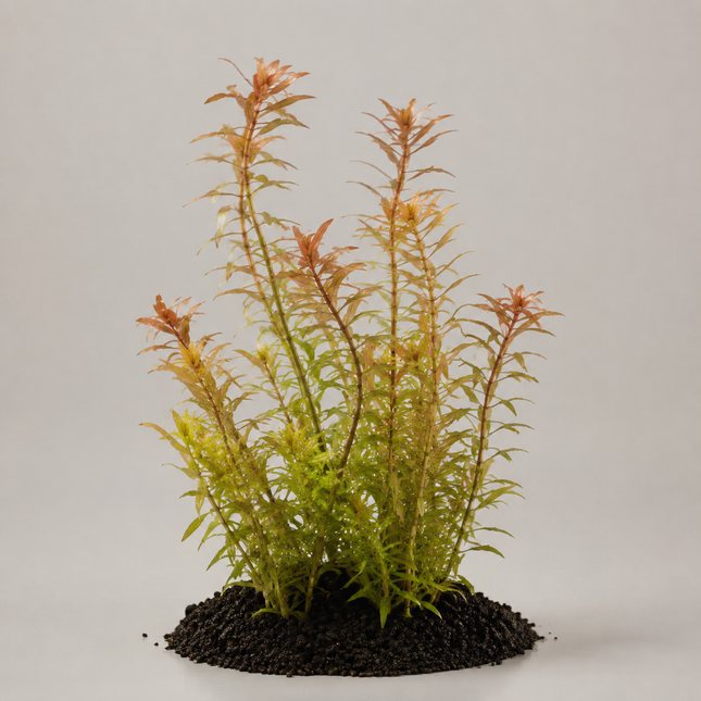 Rotala wallichii - Topf