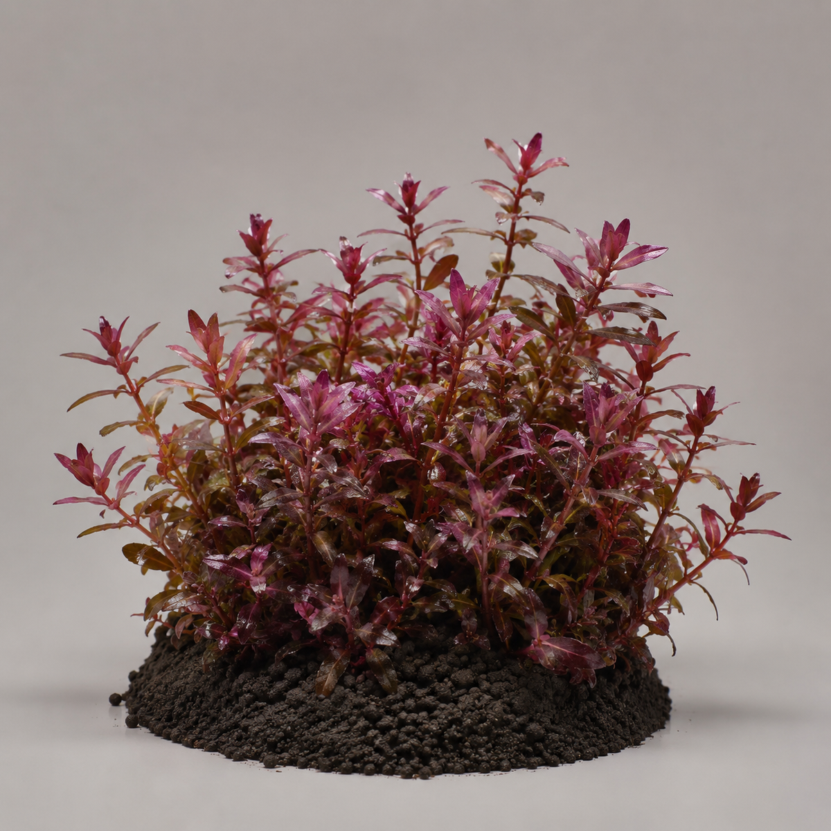 Bacopa salzmannii „Purple“ - Topf