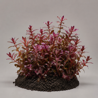 Bacopa salzmannii „Purple“ - Topf