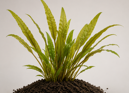 Cryptocoryne lutea - Topf