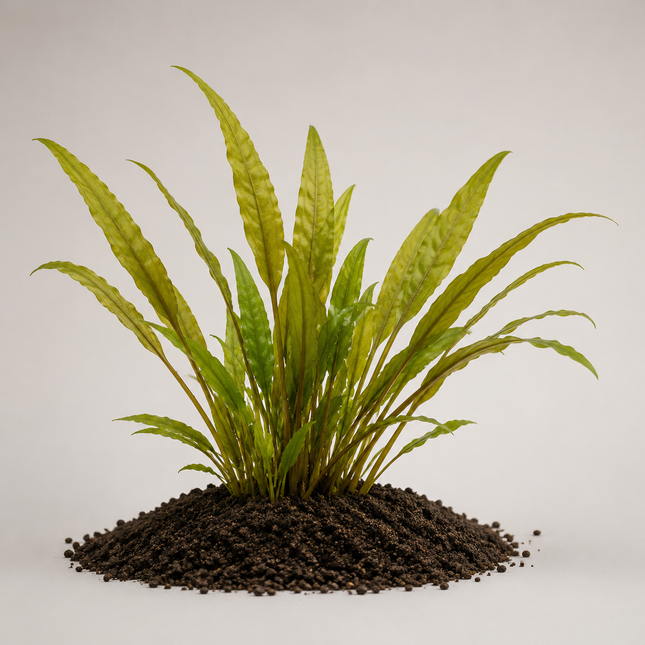 Cryptocoryne lutea - Topf
