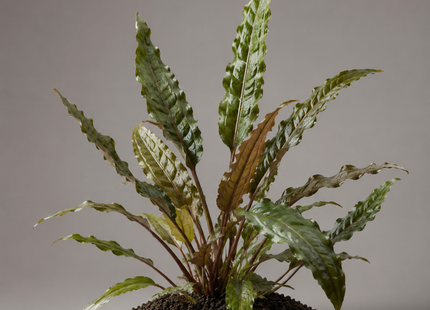 Cryptocoryne undulata - Topf