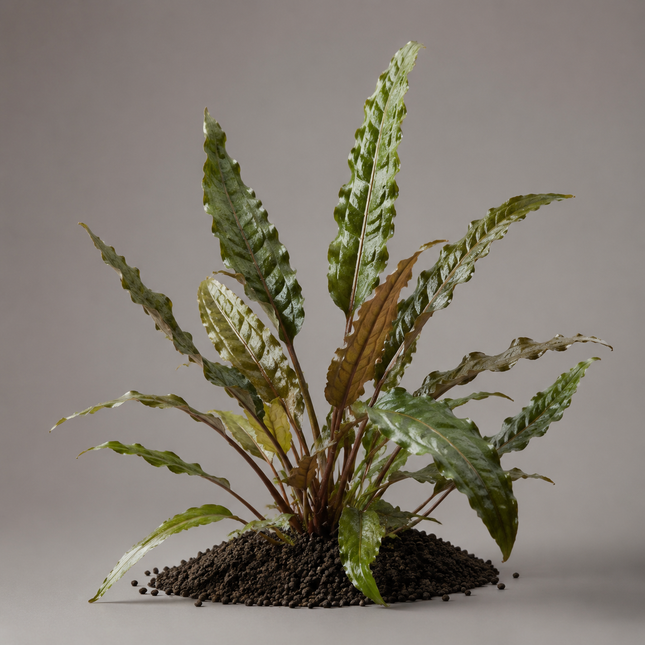Cryptocoryne undulata - Topf