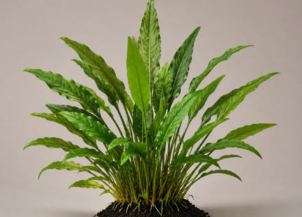 Cryptocoryne wendtii „Grün“ - Topf