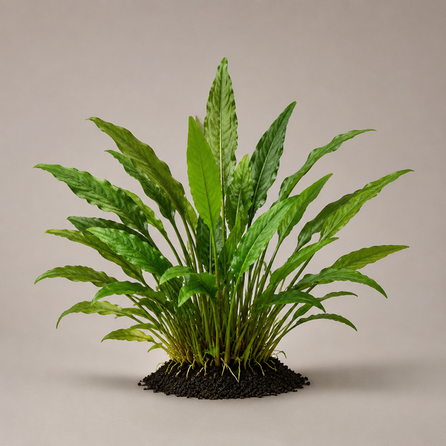 Cryptocoryne wendtii „Grün“ - Topf