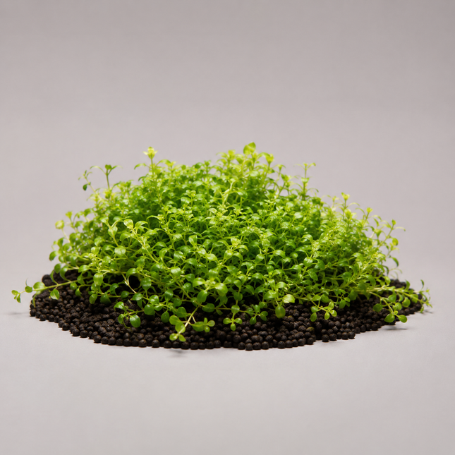 Hemianthus callitrichoides „Cuba“ - Topf