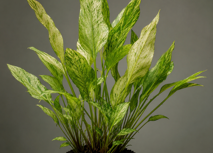 Echinodorus „Marble Queen“ - Topf
