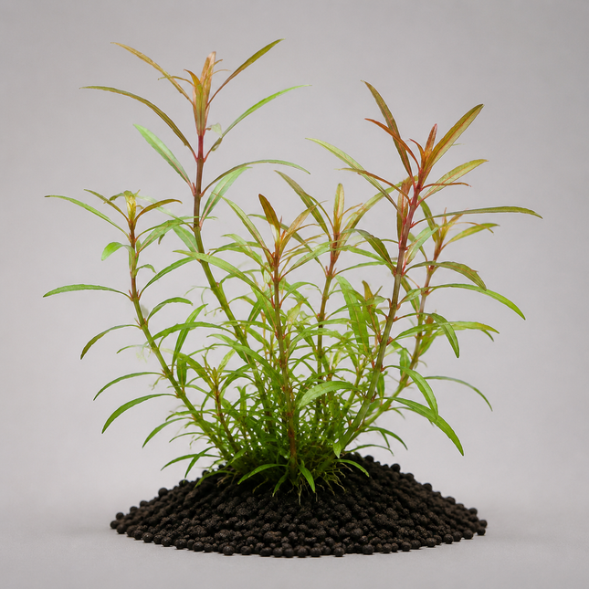 Lobelia cardinalis - Topf