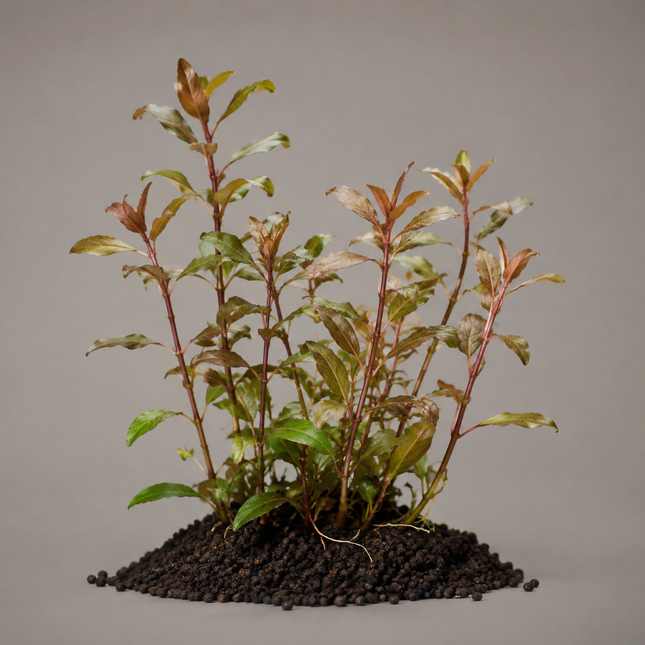 Ludwigia perennis - Topf
