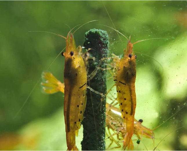 GlasGarten Shrimp Lollies - Algae