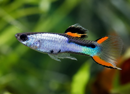 Poecilia wingei - Endler Guppy "blue star"