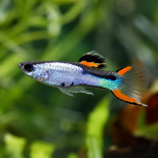 Poecilia wingei - Endler Guppy "blue star"