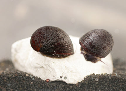 Anthrazit-Napfschnecke ''Stahlhelmschnecke''