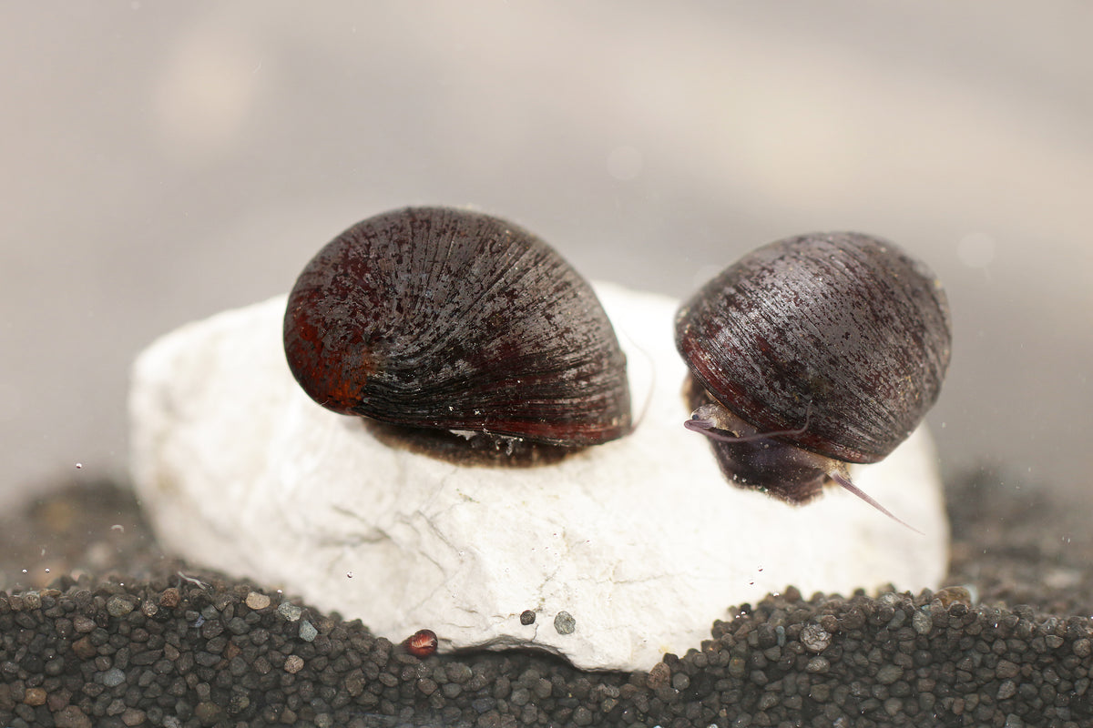Anthrazit-Napfschnecke ''Stahlhelmschnecke''