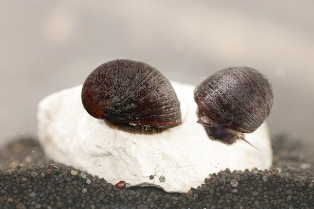 Anthrazit-Napfschnecke ''Stahlhelmschnecke''